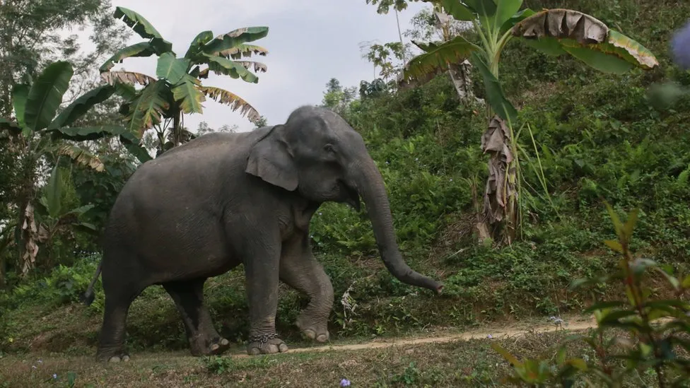 Elephant Adoption Ban in Bangladesh